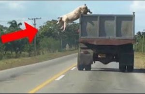 Momentos que si no hubieran grabado NADIE CREERÍA