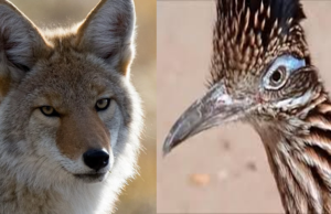 Graban un coyote persiguiendo a un correcaminos (VIRAL)